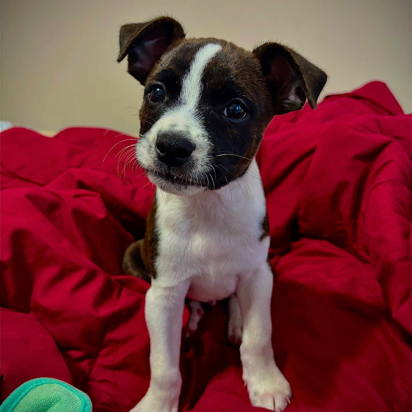 Zoro Johnson joined the competition — help win amazing prizes! animal, black_and_white, blanket, curious, cute, dog, ears, eyes, front_legs, fur, indoor, mammal, nose, pet, portrait, puppy, red, sitting, whiskers, young
