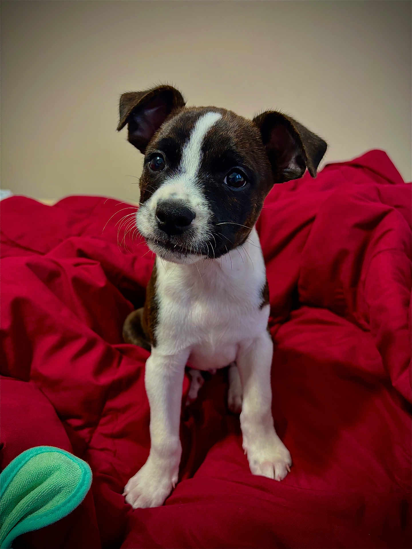 Zoro Johnson joined the competition — help win amazing prizes! puppy, dog, pet, animal, cute, black_and_white, fur, ears, eyes, blanket, red, indoor, young, mammal, sitting, portrait, whiskers, nose, front_legs, curious