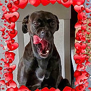 Nala a rejoint le concours — aidez-le/la à gagner de superbes lots ! animal, balloon, bodypart, boxer, bulldog, canine, dog, envelope, face, greetingcard, head, labradorretriever, mail, mouth, person, pet, photography, pointer, portrait, puppy