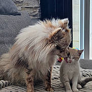 Blue a rejoint le concours — aidez-le/la à gagner de superbes lots ! abyssinian, angora, animal, architecture, building, canine, cat, chair, couch, dog, furniture, homedecor, indoors, kitten, linen, livingroom, manx, pet, room, siamese