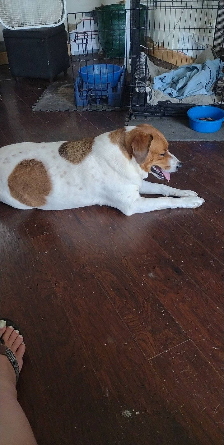 Star joined the competition — help win amazing prizes! carnivore, chair, companion_dog, dog, dog_breed, dog_supply, fawn, floor, flooring, hardwood, hound, laminate_flooring, mammal, scent_hound, tail, varnish, wood, wood_flooring, wood_stain, working_animal