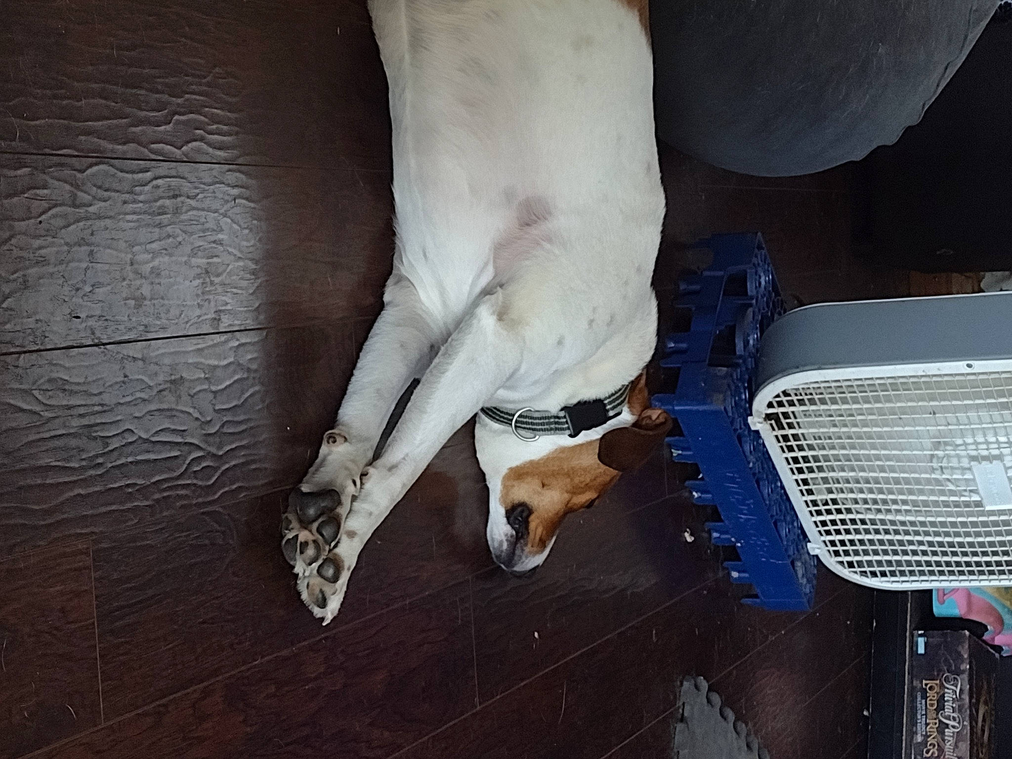 Star is registered to the contest to win money with this photo: bone, carnivore, companion_dog, dog, dog_breed, fawn, gas, grille, home_appliance, hood, human_leg, machine, mechanical_fan, mesh, snout, sporting_group, tail, terrestrial_animal, wood, working_animal