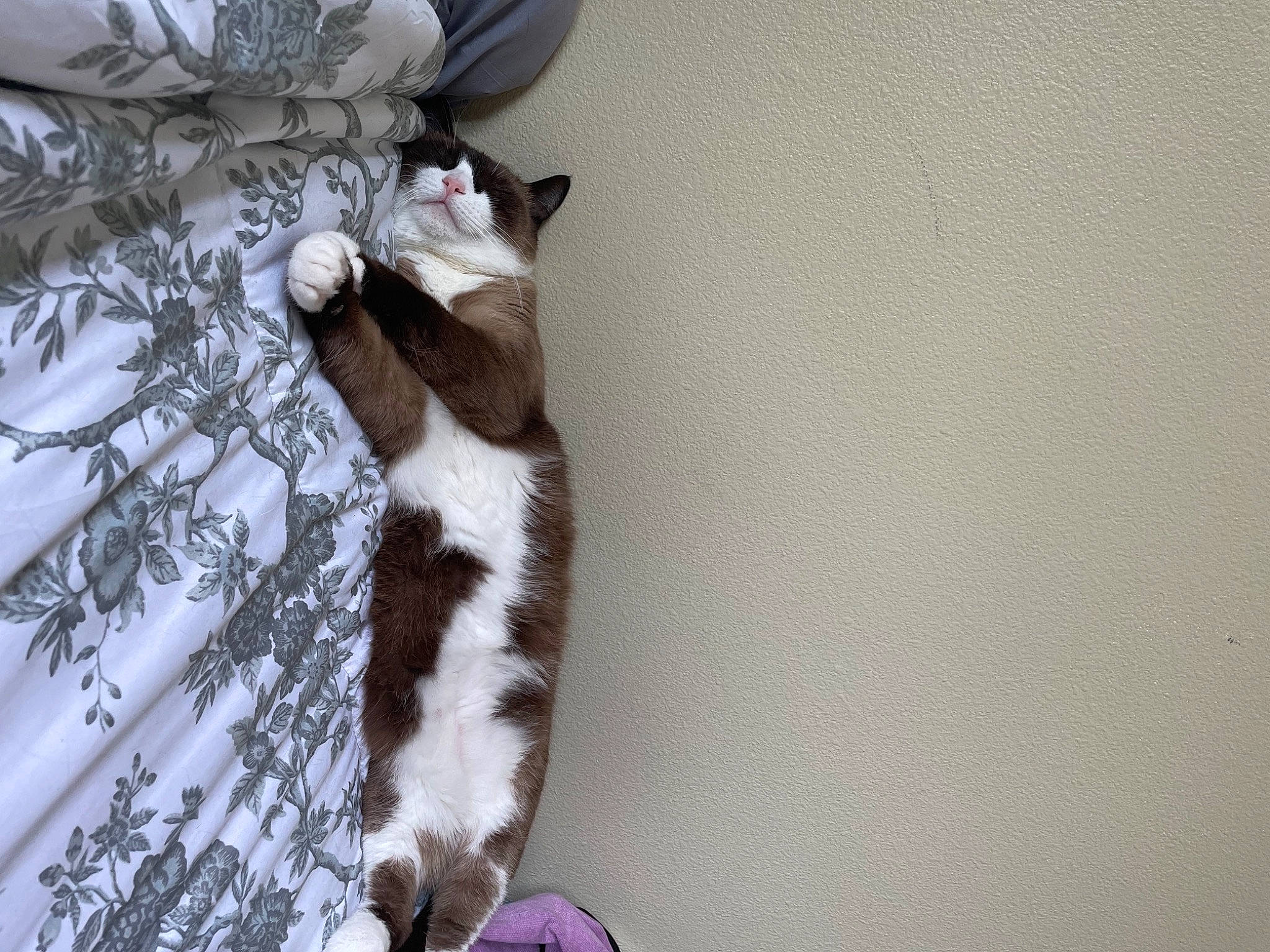 Kiara is registered to the contest to win money with this photo: carnivore, cat, comfort, domestic_short_haired_cat, fawn, felidae, flooring, formal_wear, fur, hardwood, linens, pattern, paw, plant, room, small_to_medium_sized_cats, tail, tree, whiskers, wood