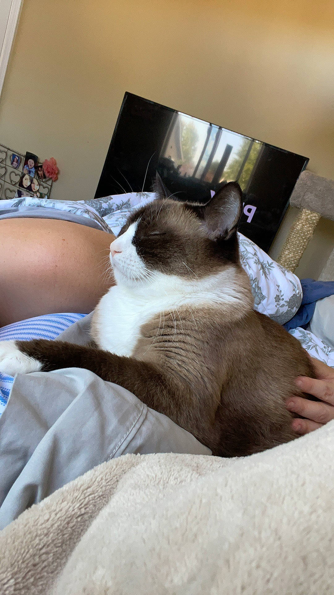 Kiara is registered to the contest to win money with this photo: bedding, carnivore, cat, comfort, companion_dog, couch, dog_breed, domestic_short_haired_cat, duvet, fawn, felidae, fur, hardwood, linens, living_room, room, small_to_medium_sized_cats, snout, tail, whiskers