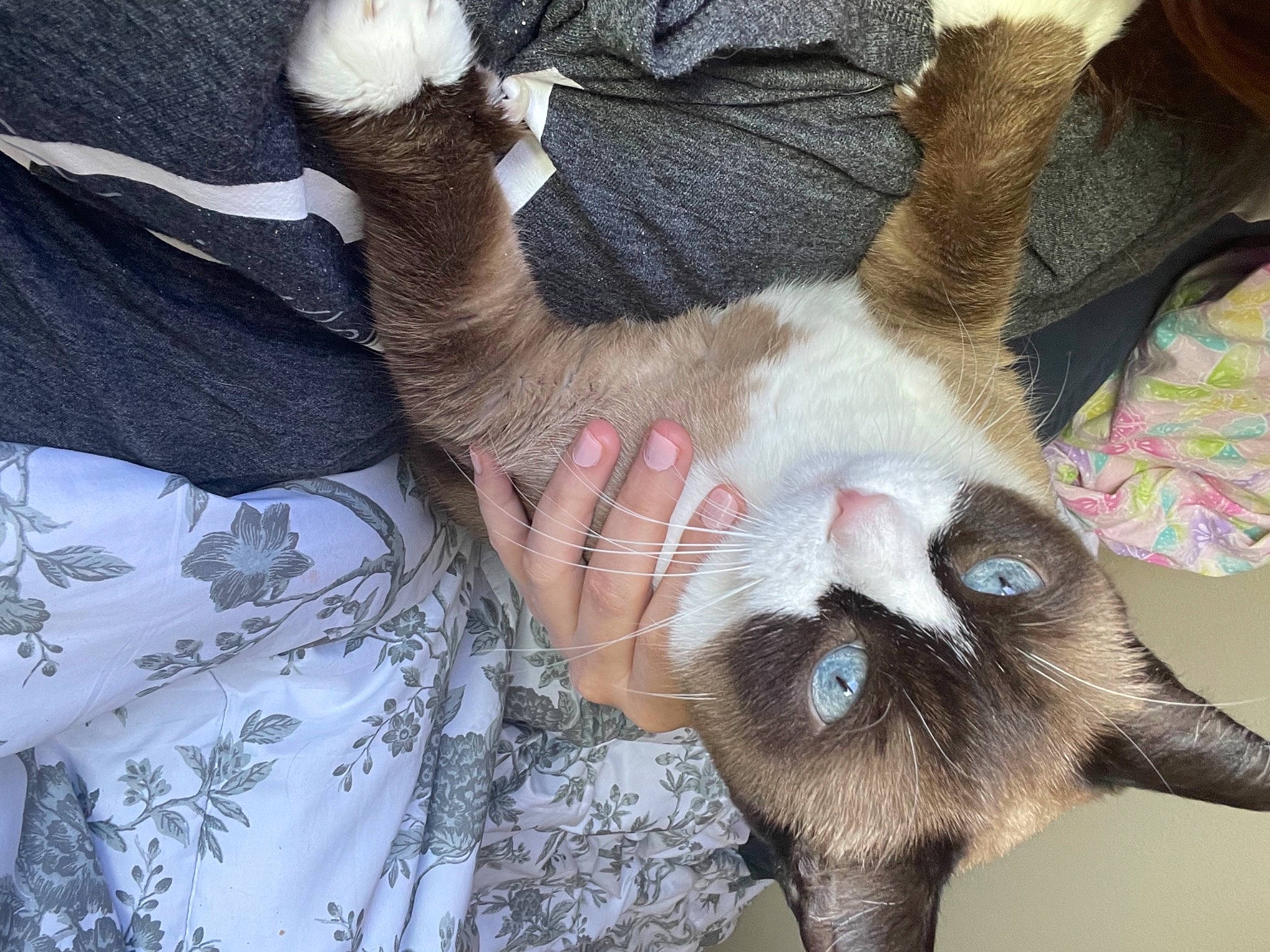 Kiara joined the competition — help win amazing prizes! balinese, carnivore, cat, claw, comfort, domestic_short_haired_cat, fawn, felidae, foot, fur, gesture, nail, paw, plant, siamese, small_to_medium_sized_cats, snout, tail, thai, whiskers