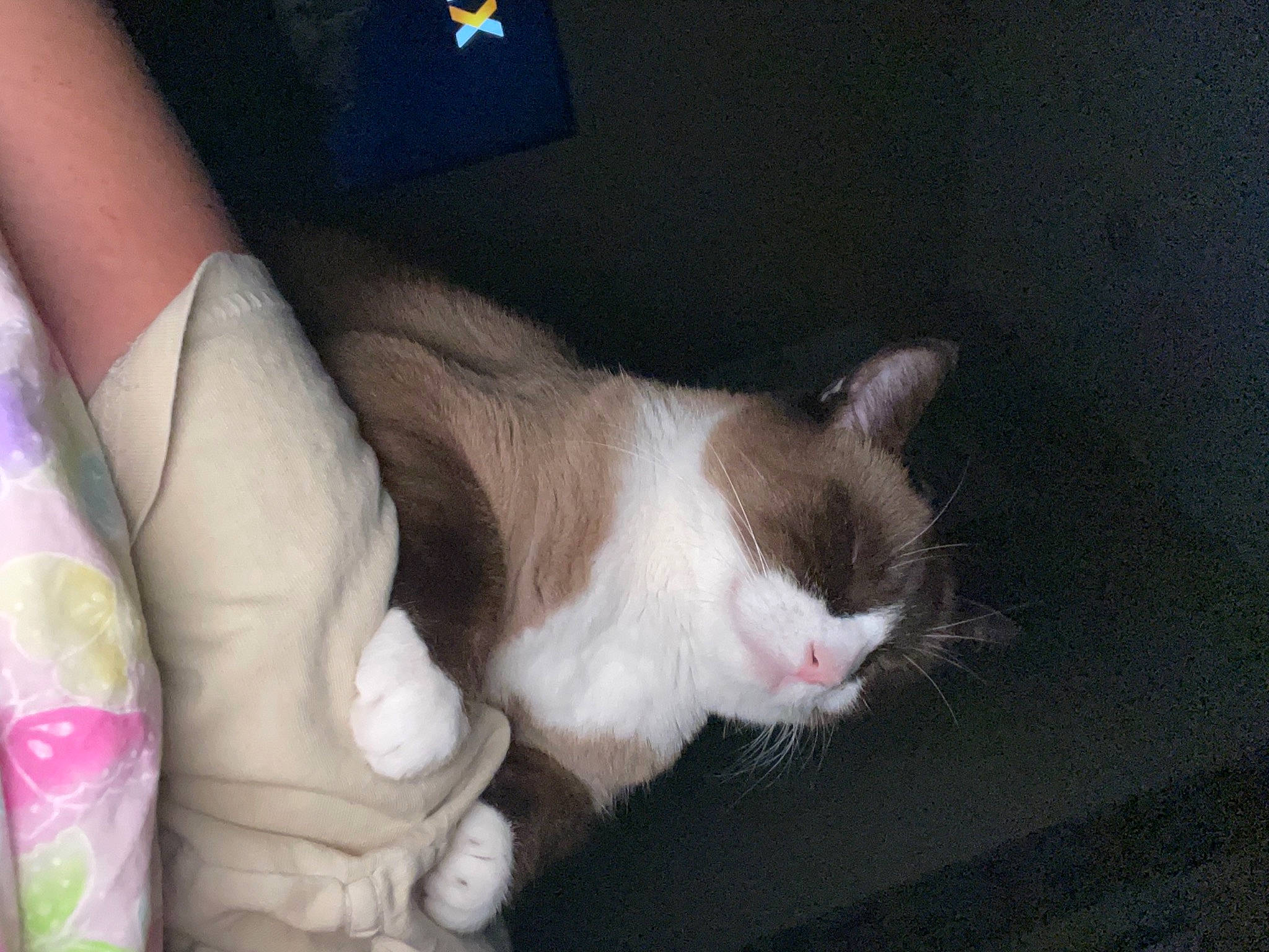 Kiara is registered to the contest to win money with this photo: carnivore, cat, comfort, couch, domestic_short_haired_cat, elbow, eye, fawn, felidae, gesture, head, human_body, human_leg, leg, paw, small_to_medium_sized_cats, snout, tail, whiskers, window