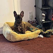 Diesel joined the competition — help win amazing prizes! alert, animal, brown_carpet, canine, carpet, dog, ears, folded_clothes, french_bulldog, fur, home, indoor, pet, pet_bed, plush_bed, resting, rope_toy, shelving_unit, toy, wall_outlet