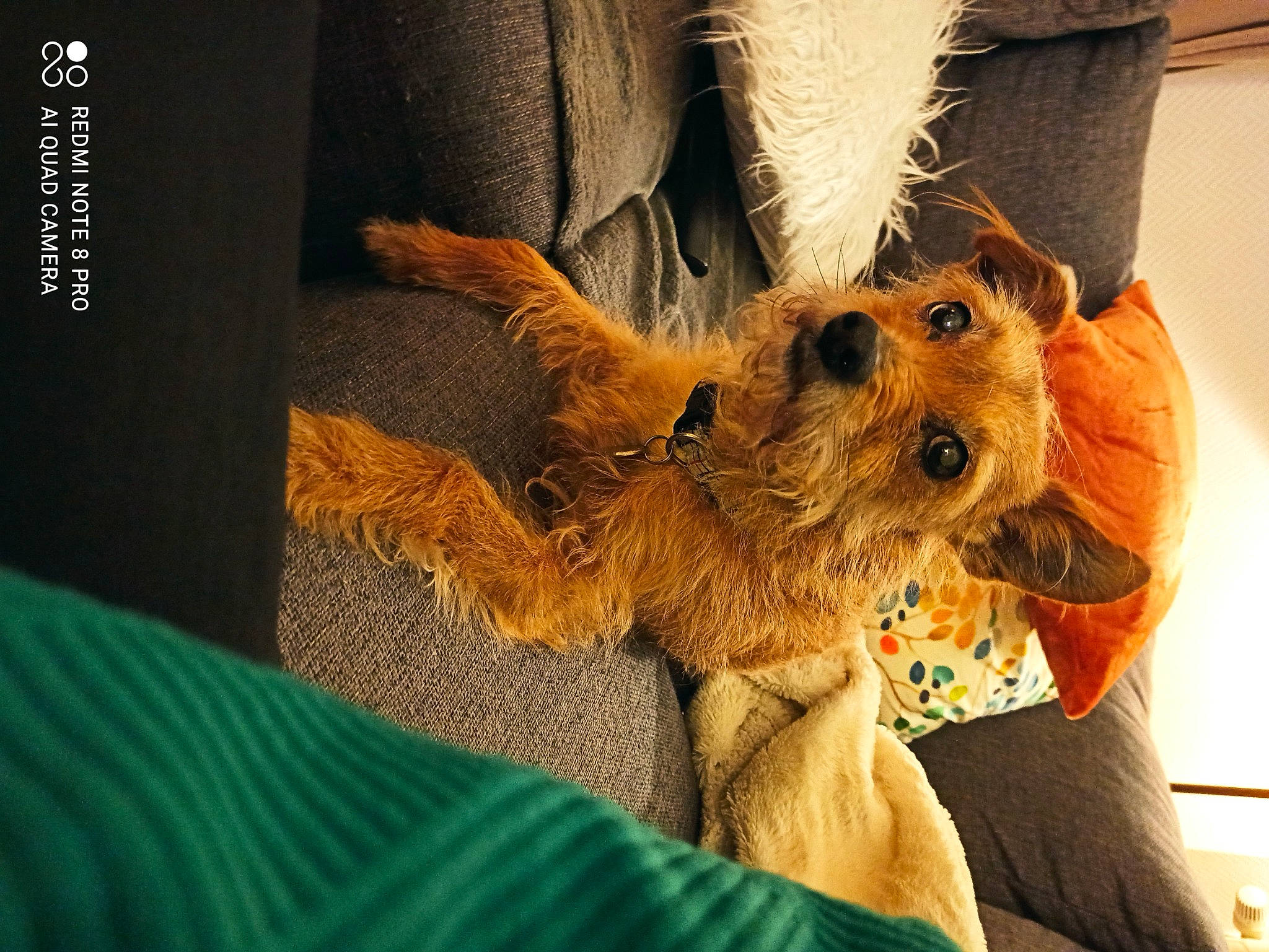 Juju a rejoint le concours — aidez-le/la à gagner de superbes lots ! canidae, carnivore, comfort, companion_dog, dog, dog_breed, fawn, fur, hat, small_terrier, snout, sporting_group, sunglasses, terrier, toy, toy_dog