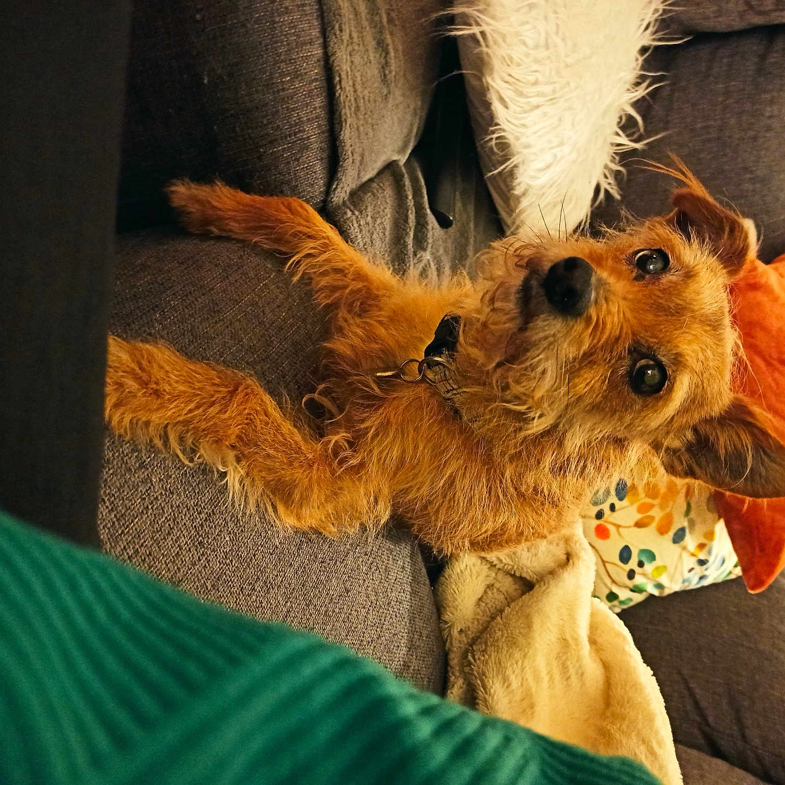 Juju