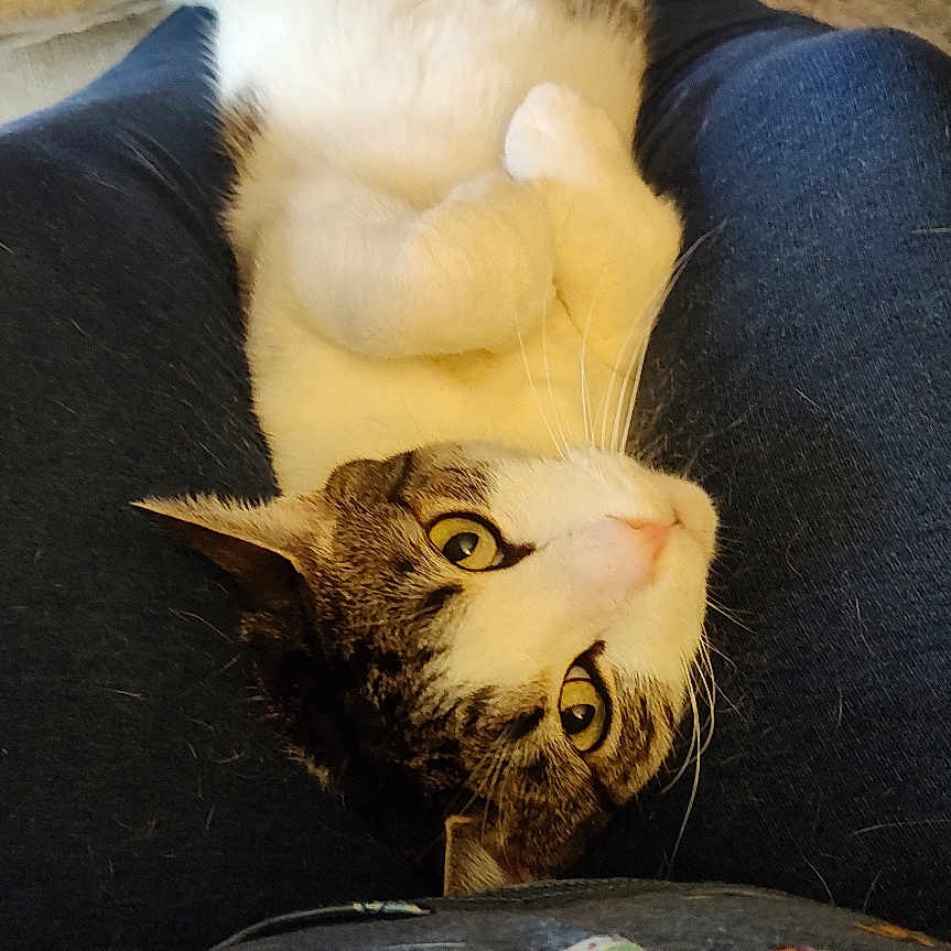 Dnally is registered to the contest to win money with this photo: animal, casual, cat, clothing, comfort, cozy, curious, cute, domestic, feline, floor, fur, home, indoor, lap, pet, relaxed, resting, slippers, whiskers