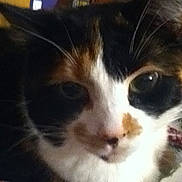 Lucy is registered to the contest to win money with this photo: cat, calico_cat, close_up, indoor, feline, pet, animal, fur, whiskers, face, eyes, nose, cozy, household, blur, portrait, domestic_animal, mammal, resting, curious
