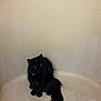 Doodle Bug is registered to the contest to win money with this photo: cat, black_cat, pet, feline, bathtub, indoor, animal, curious, fluffy, tail, collar, drain, empty_bathtub, sitting, looking_up, domestic_animal, fur, whiskers, cute, companion