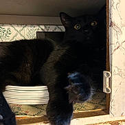 Doodle Bug is registered to the contest to win money with this photo: black_cat, cat, paw, cupboard, plates, indoor, pet, animal, feline, curious, shadow, wood, furniture, resting, close_up, domestic, whiskers, eyes, claw, shelf