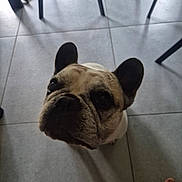 Lena a rejoint le concours — aidez-le/la à gagner de superbes lots ! dog, french_bulldog, pet, indoor, floor, tile, chair, shadow, ear, face, looking_up, animal, cute, companion, domestic, paw, snout, whiskers, foot, human