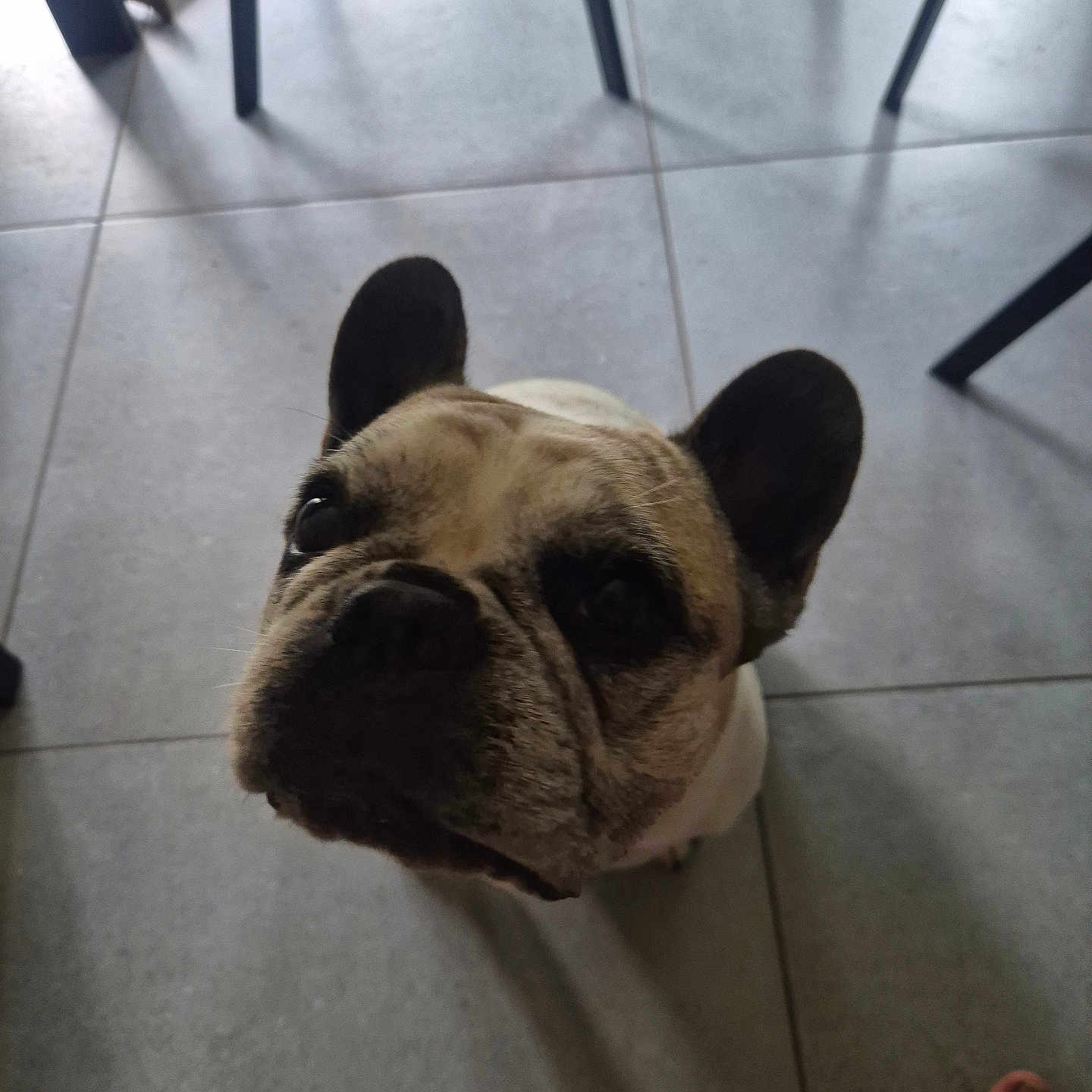 Lena a rejoint le concours — aidez-le/la à gagner de superbes lots ! dog, french_bulldog, pet, indoor, floor, tile, chair, shadow, ear, face, looking_up, animal, cute, companion, domestic, paw, snout, whiskers, foot, human