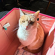Emma is registered to the contest to win money with this photo: cat, orange_and_white_cat, storage_box, beads, craft_supplies, sunlight, indoor, pet, feline, container, home, cozy, whiskers, fur, sitting, closeup, shadow, relaxed, domestic_animal, cute