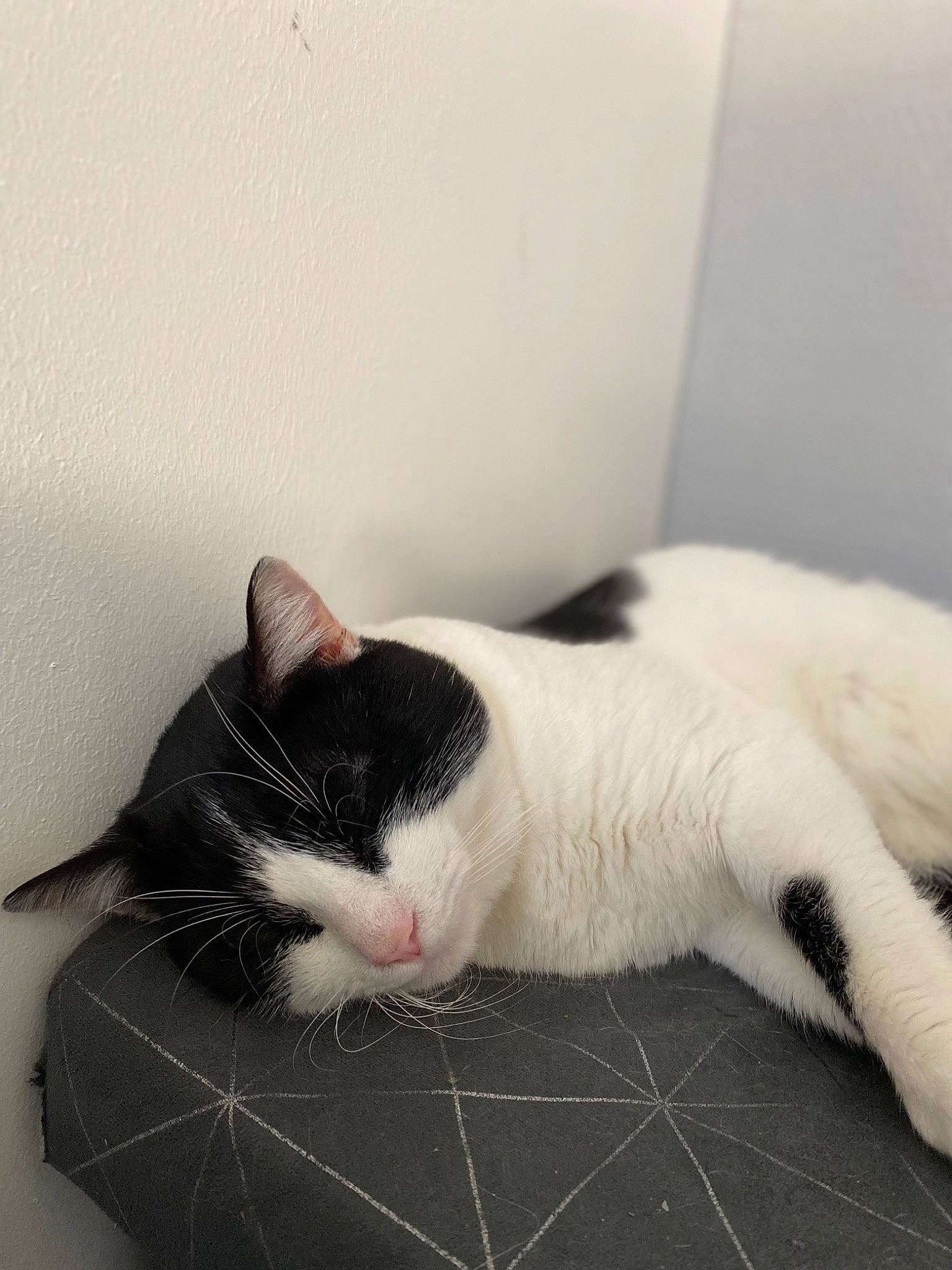 Ganja participe au concours pour gagner de l'argent avec cette photo : carnivore, cat, claw, comfort, domestic_short_haired_cat, felidae, fur, linens, nap, paw, small_to_medium_sized_cats, snout, tail, whiskers