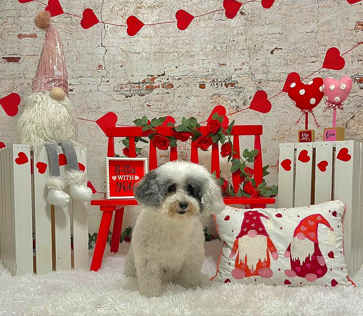 Holly is registered to the contest to win money with this photo: carmine, carnivore, chair, companion_dog, decoration, dog, dog_breed, dog_supply, event, font, fur, holiday, linens, ornament, rectangle, red, room, rose, sporting_group, toy_dog