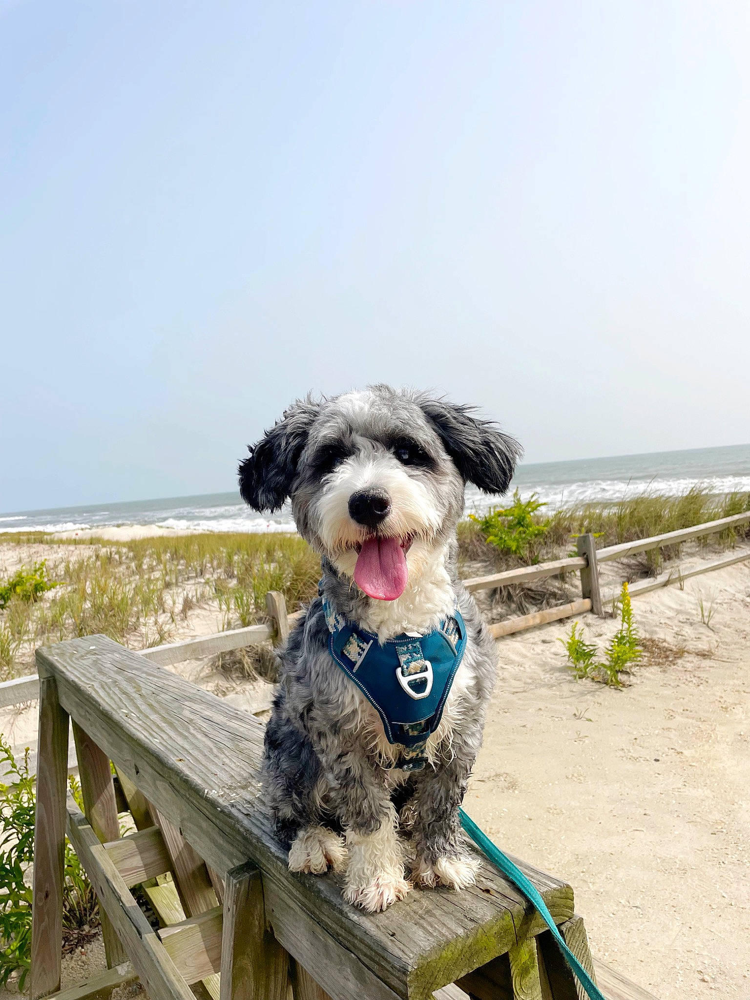 Sailor joined the competition — help win amazing prizes! canidae, carnivore, companion_dog, dog, dog_breed, dog_collar, dog_supply, grass, labradoodle, ocean, plant, poodle_crossbreed, schnauzer, sky, small_terrier, sporting_group, terrier, toy_dog, water, water_dog