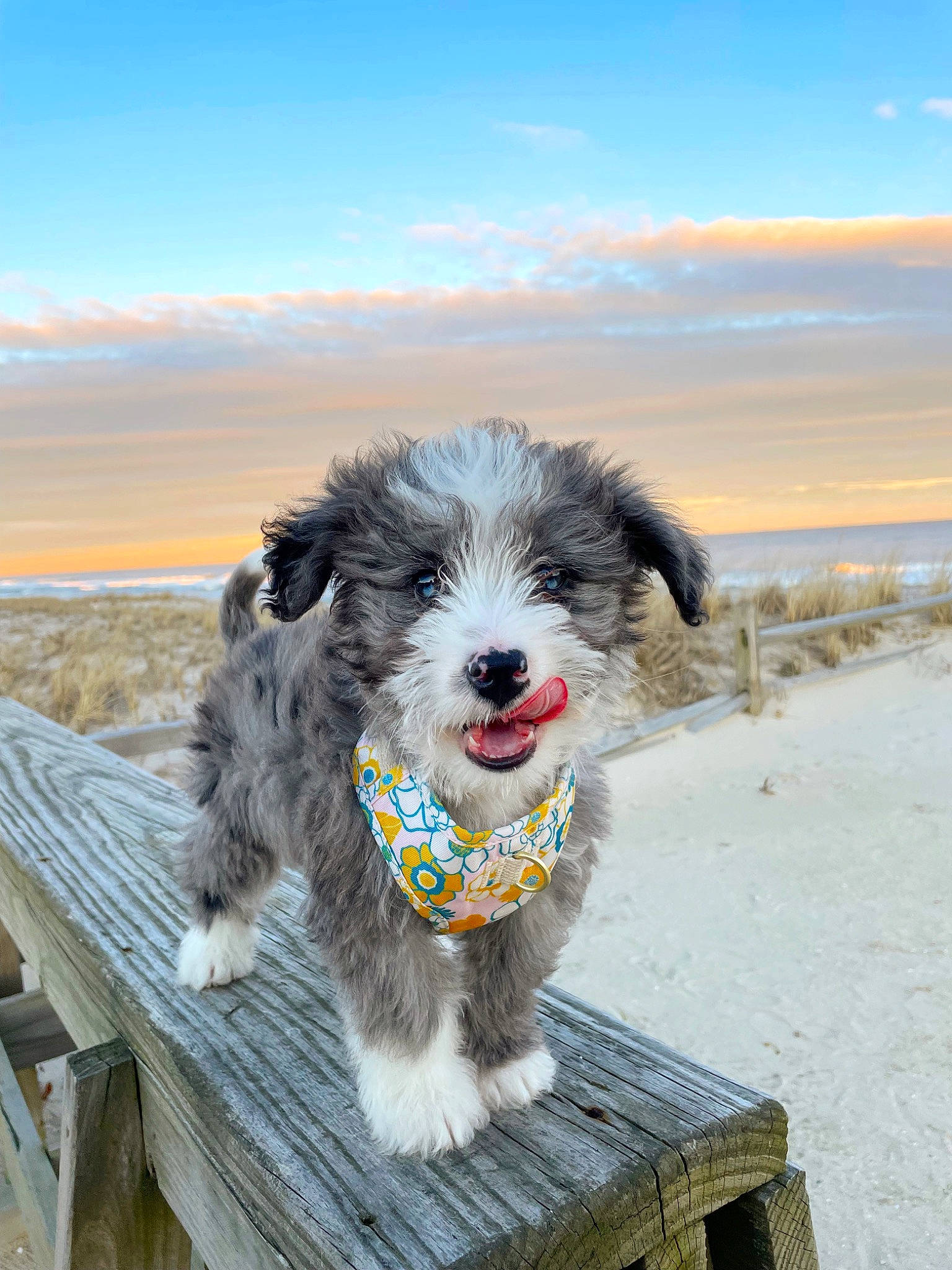 Sailor joined the competition — help win amazing prizes! canidae, carnivore, cloud, companion_dog, dog, dog_breed, dog_collar, dog_supply, fur, happy, herding_dog, ocean, outdoor_furniture, sky, snout, sporting_group, terrier, toy_dog, water, working_dog