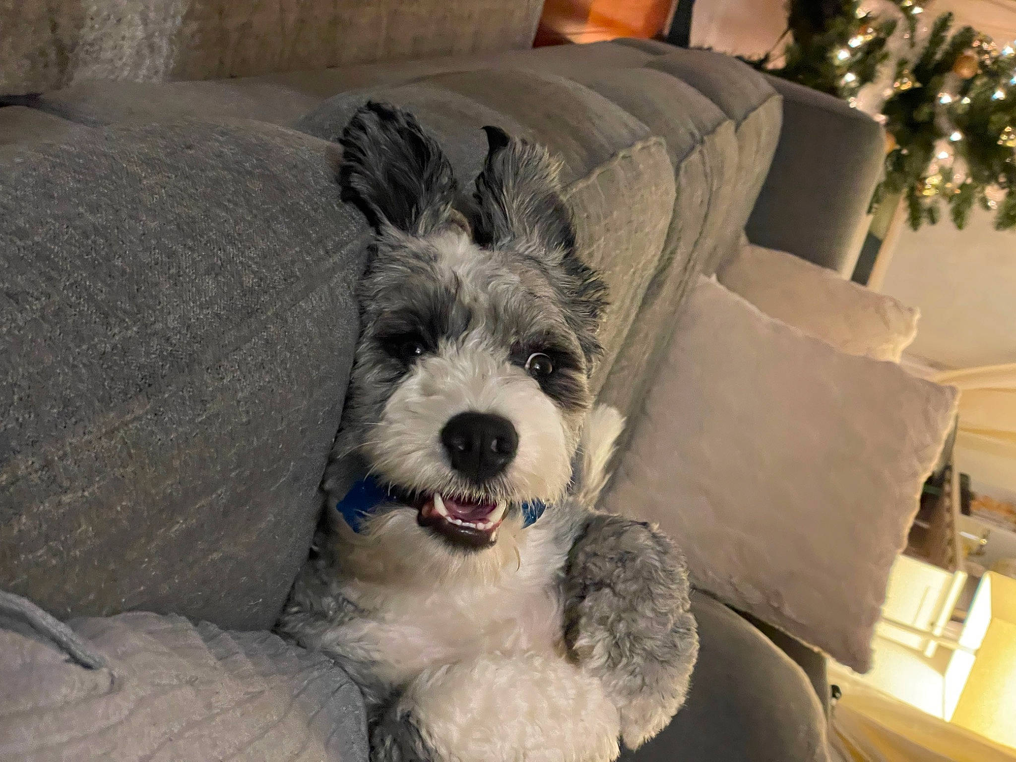 Sailor joined the competition — help win amazing prizes! canidae, carnivore, comfort, companion_dog, couch, dog, dog_breed, dog_collar, fur, living_room, mammal, pillow, small_terrier, snout, sporting_group, terrier, throw_pillow, toy_dog, whiskers, working_animal