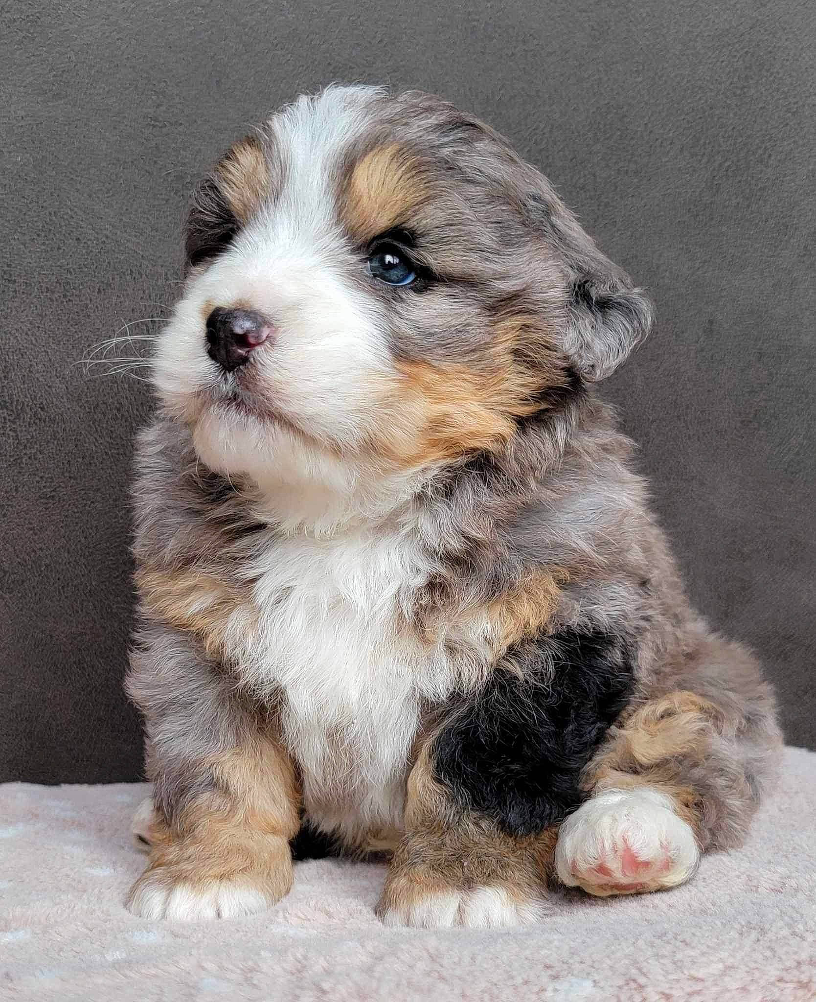 Bunker is registered to the contest to win money with this photo: bored, canidae, carnivore, companion_dog, dog, dog_breed, fawn, fur, liver, puppy, snout, sporting_group, terrestrial_animal, toy_dog, whiskers