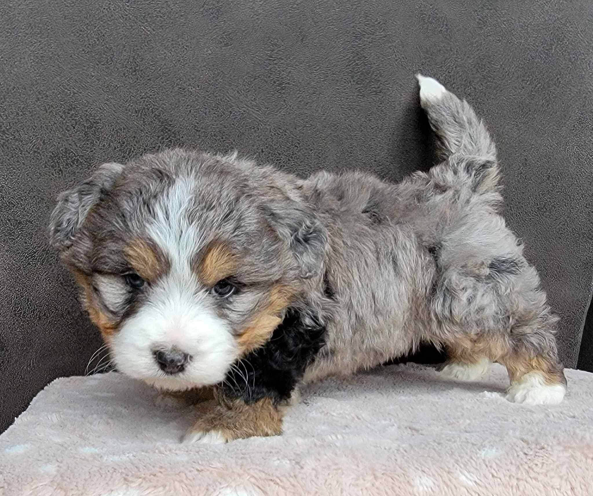 Bunker is registered to the contest to win money with this photo: ancient_dog_breeds, bored, canidae, carnivore, companion_dog, dog, dog_breed, fur, paw, small_terrier, snout, sporting_group, terrestrial_animal, terrier, toy_dog, whiskers