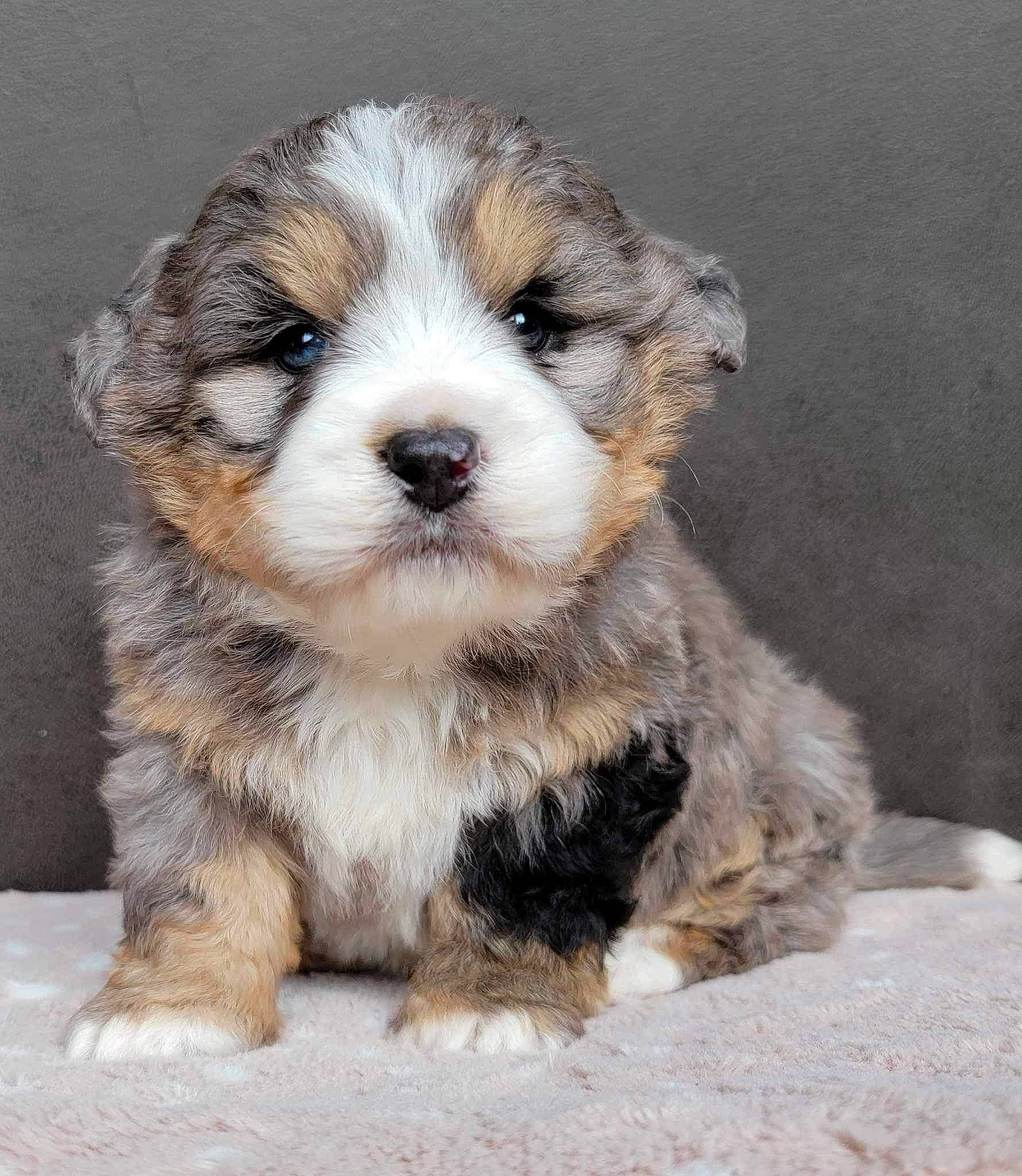 Bunker joined the competition — help win amazing prizes! ancient_dog_breeds, bored, canidae, carnivore, companion_dog, dog, dog_breed, fur, liver, small_terrier, snout, sporting_group, terrestrial_animal, terrier, toy_dog, whiskers, working_animal, working_dog