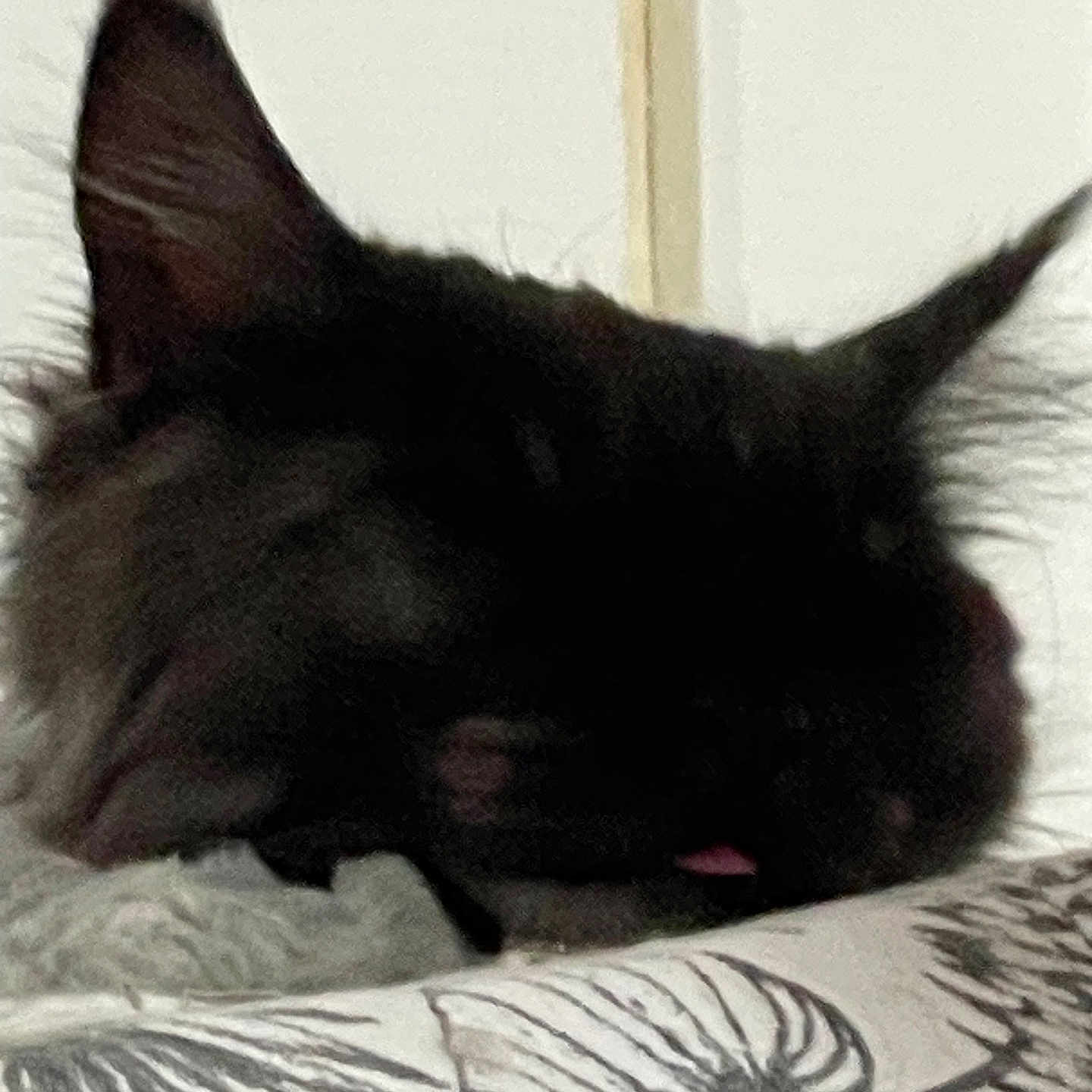 Thor a rejoint le concours — aidez-le/la à gagner de superbes lots ! angora, animal, bed, blackcat, bodypart, cat, couch, cushion, furniture, homedecor, kitten, manx, mouth, person, pet, siamese, sleeping, snout, tongue