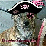Sas is registered to the contest to win money with this photo: adult, animal, baseballcap, bride, canine, cap, clothing, cushion, dog, doghouse, female, hat, homedecor, hound, person, pet, pirate, snout, wedding, woman