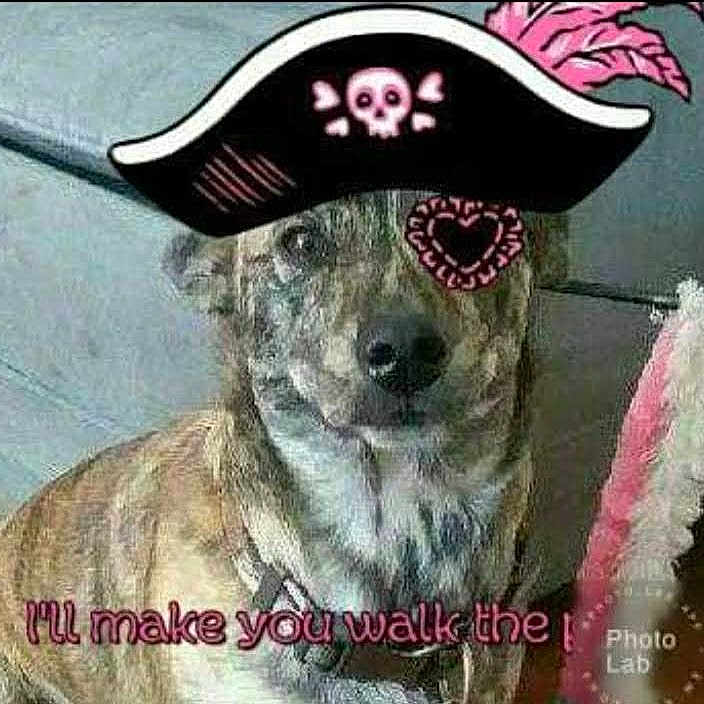 Sas