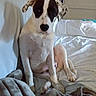 Sas is registered to the contest to win money with this photo: animal, bed, bedroom, blanket, canine, couch, cushion, dalmatian, dog, furniture, greatdane, homedecor, hound, indoors, labradorretriever, linen, pet, pointer, puppy, room