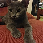 Moshi participe au concours pour gagner de l'argent avec cette photo : animal, cat, closeup, couch, cute, domestic_animal, ears, feline, fur, furniture, gray_cat, home, indoors, living_room, paw, pet, relaxing, resting, texture, whiskers