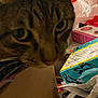 Sylvester is registered to the contest to win money with this photo: animal, background, black_stripes, boxes, brown, cat, close_up, clutter, curious, eyes, face, feline, focus, indoor, messy, nose, papers, pet, tabby, whiskers