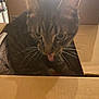 Sylvester is registered to the contest to win money with this photo: animal, box, cardboard_box, cat, closeup, container, curious, cute, domestic, feline, household, indoor, mammal, pet, playful, striped, tabby, tongue, whiskers, young_cat