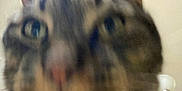 Sylvester is registered to the contest to win money with this photo: animal, blur, blurry, cat, close, close_up, curious, domestic, ears, face, feline, fur, head, indoor, mammal, nose, pet, portrait, tabby, whiskers