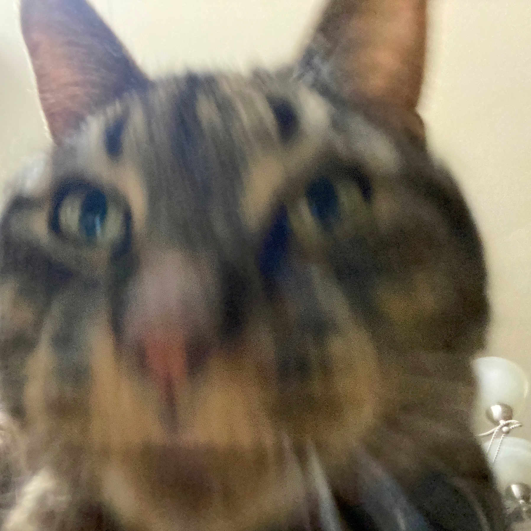 Sylvester is registered to the contest to win money with this photo: animal, blur, blurry, cat, close, close_up, curious, domestic, ears, face, feline, fur, head, indoor, mammal, nose, pet, portrait, tabby, whiskers