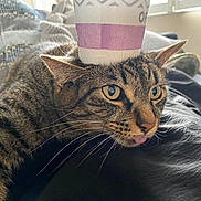Sylvester is registered to the contest to win money with this photo: balancing, cat, close_up, cozy, cup, curious, domestic_cat, eyes, face, fur, home, indoor, pets, relaxed, resting, socks, striped, tabby, tongue_out, whiskers