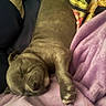 Bluey joined the competition — help win amazing prizes! puppy, dog, sleeping, blanket, purple_blanket, couch, resting, pet, cozy, indoor, fur, paw, relaxing, cute, animal, companion, snuggle, comfort, home, nap