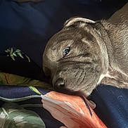 Bluey joined the competition — help win amazing prizes! puppy, dog, blue_eyes, resting, blanket, floral_pattern, close_up, fur, sleepy, indoors, cozy, pet, animal, cute, portrait, soft_light, texture, calm, young_dog, comfort