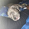 Bluey is registered to the contest to win money with this photo: puppy, sleeping, dog, arm, blanket, cozy, nap, resting, indoor, pet, cute, fur, snuggle, comfort, closeup, relaxation, animal, young_dog, peaceful, cuddly