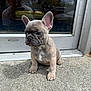 Miffy joined the competition — help win amazing prizes! animal, concrete, cute, dog, door, ears, expression, face, french_bulldog, front_view, fur, glass, outdoor, pet, puppy, reflection, sitting, small, whiskers, young