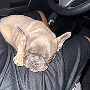 Miffy is registered to the contest to win money with this photo: animal, black_clothing, car_interior, closeup, companion, cozy, cute, dashboard, dog, domestic_animal, french_bulldog, indoor, lap, pet, puppy, resting, sleeping, soft_lighting, steering_wheel, young_dog