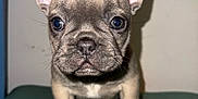 Miffy is registered to the contest to win money with this photo: adorable, animal, canine, closeup, cute, dog, domestic_animal, ears, face, french_bulldog, front_view, fur, indoor, looking, pet, puppy, small, standing, whiskers, young