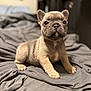 Miffy joined the competition — help win amazing prizes! animal, blanket, brown, cozy, cute, dog, ears, eyes, face, french_bulldog, fur, indoor, nose, paw, pet, portrait, puppy, sitting, soft, young