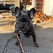 Meaty joined the competition — help win amazing prizes! animal, autumn, black_dog, brick_wall, closeup, collar, cracked_ground, cute, dog, ears, french_bulldog, leash, leaves, outdoor, pavement, pet, puppy, stick, sunlight, young_dog