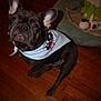 animal, attention, bandana, brown, companion, cute, dog, dog_bed, domestic, ears, eyes, flooring, french_bulldog, household, indoor, pet, plush_toy, portrait, sitting, wooden_floor