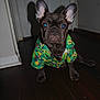 Meaty joined the competition — help win amazing prizes! animal, canine, clothing, cute, dog, domestic, door, ears, eyes, flash, french_bulldog, house, indoor, pet, portrait, shadow, shirt, sitting, tropical_pattern, wooden_floor