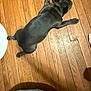 Meaty joined the competition — help win amazing prizes! animal, black_dog, canine, dog, domestic_animal, flooring, home, indoor, laying_down, paw, peaceful, pet, quiet, relaxed, resting, small_dog, sprawled, texture, wood, wooden_floor