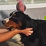 Ouna a rejoint le concours — aidez-le/la à gagner de superbes lots ! dog, bird, bernese_mountain_dog, pink_bird, animal, pet, indoor, person, hand, fur, curious, friendship, companionship, head, closeup, mammal, feather, domestic_animal, interaction, gentle